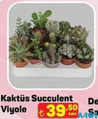 KAKTÜS SUCCULENT VİYOLE fiyat ve kampanya bilgisi